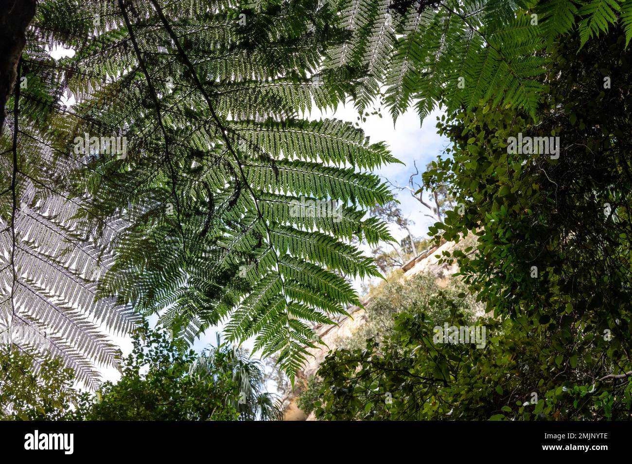 Beautiful pattern from a Cyathea cooperi (Australian Tree Fern). A fast-growing tree fern with long spreading frond at Carnarvon Gorge. Stock Photo