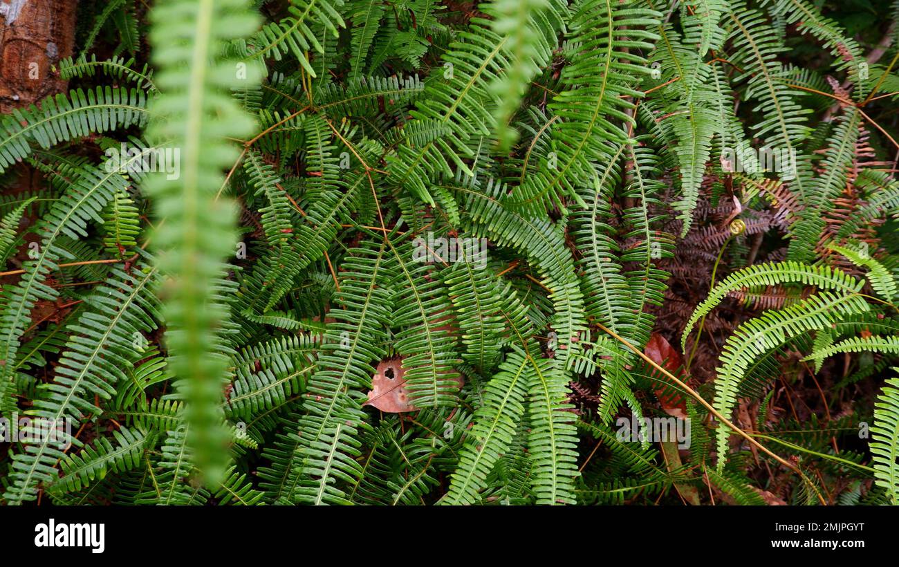 The Beautiful Leaves Of The Dichotoma Dicranopteris Are Very Charming Stock Photo