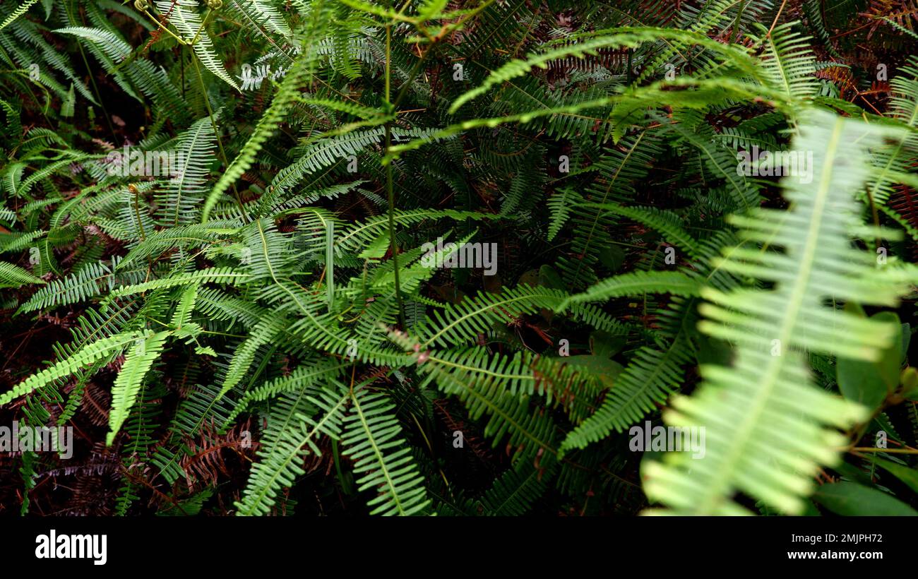 Resam Wild Plant That Thrives In Indonesia's Tropical Forests Stock Photo