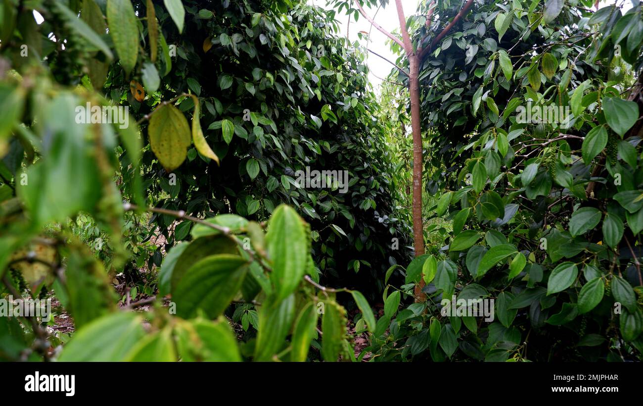 Black pepper tree that thrives in tropical plantations Stock Photo Alamy
