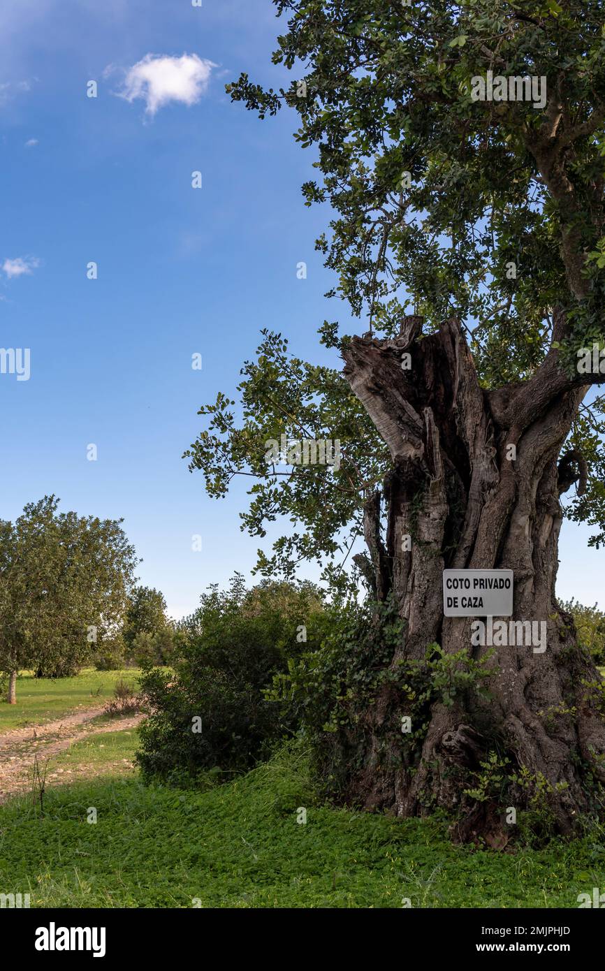 A Carob tree crop, Ceratonia siliqua, with a private hunting preserve ...