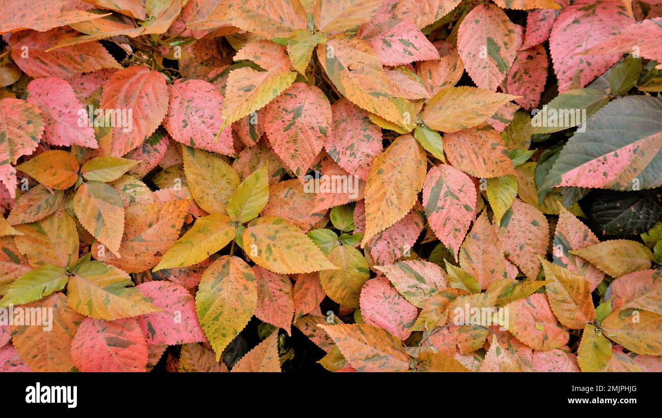 Acalypha wilkesiana known as Copper leaf, Capa de Obispo Beefsteak plant, match me if you can etc. Closeup of background wallpaper of natural texture Stock Photo