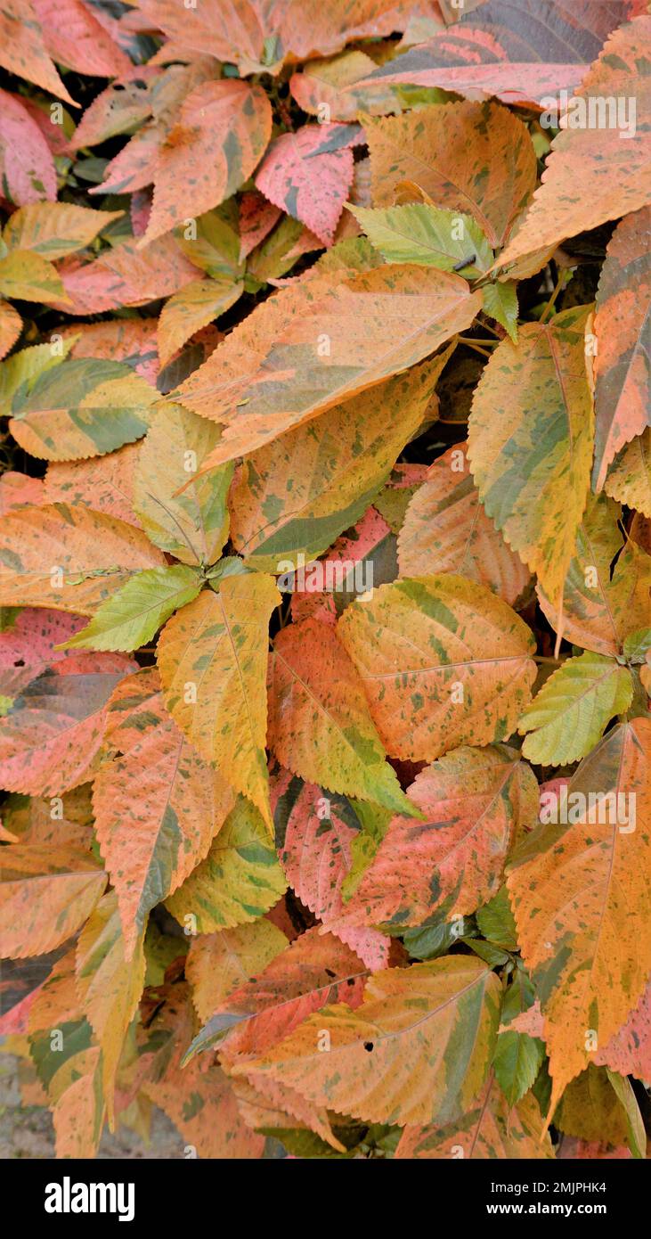 Acalypha wilkesiana known as Copper leaf, Capa de Obispo Beefsteak plant, match me if you can etc. Closeup of background wallpaper of natural texture Stock Photo