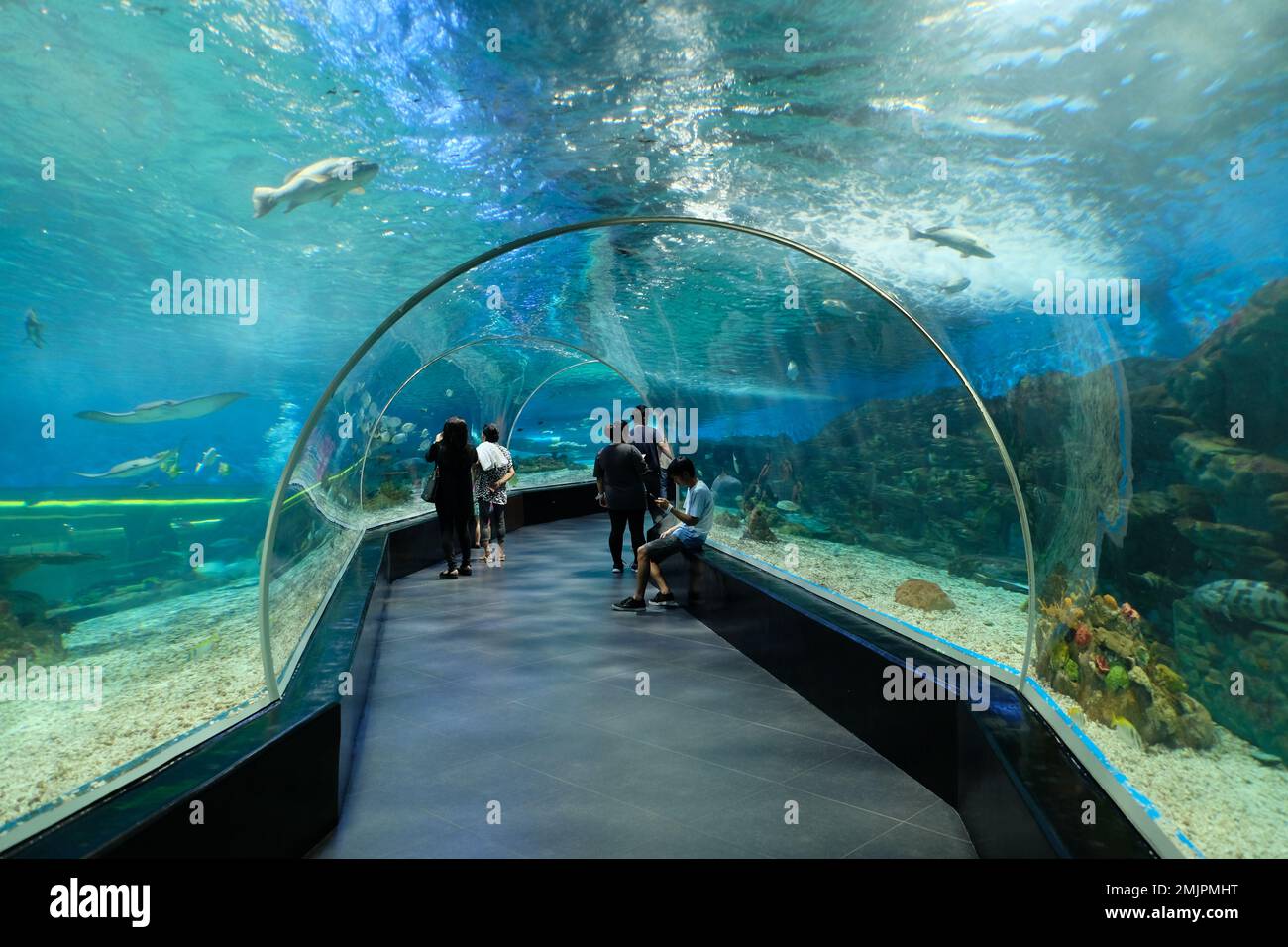 Philippines Manila - Manila Ocean Park - Aquarium Tunnel Stock Photo