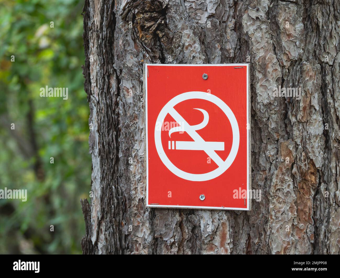 Red NO SMOKING sign on tree outdoors. Rules of conduct and safety in public park. Stock Photo