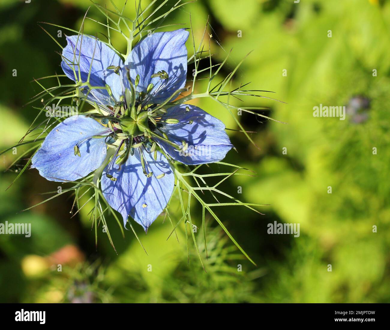 Love in a mist (Nigella) bright blue flower close up. Blurred background. Stock Photo