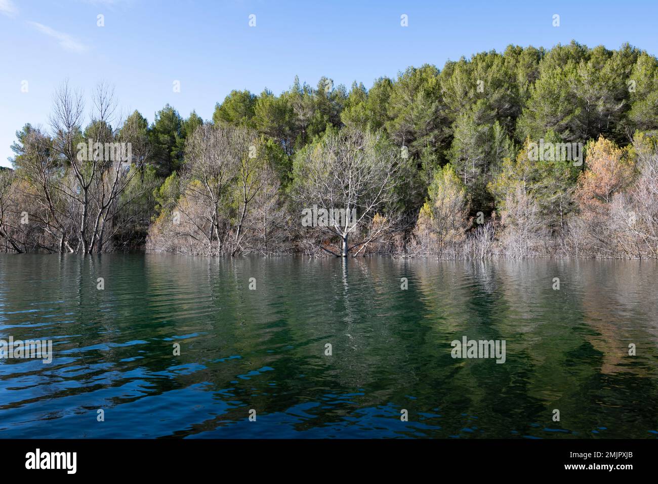 Forest and trees in the water of the Cause, a river in the Bouches-du-Rhône, France. Stock Photo