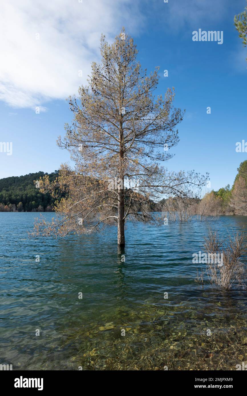 Pine tree in the water of the Cause, a river in the Bouches-du-Rhône, France. Stock Photo