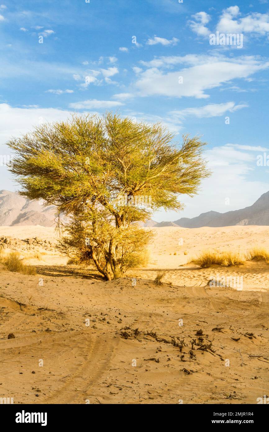 Green plant in the Sahara desert. Saharan Cypress or Tarout (Cupressus dupreziana), very rare coniferous tree Tadrart region, Tassili n’Ajjer National Stock Photo