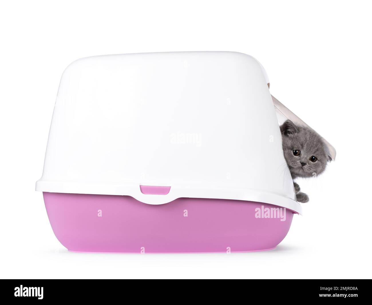 Picture of Hooded litter box hi-res stock photography and images - Alamy