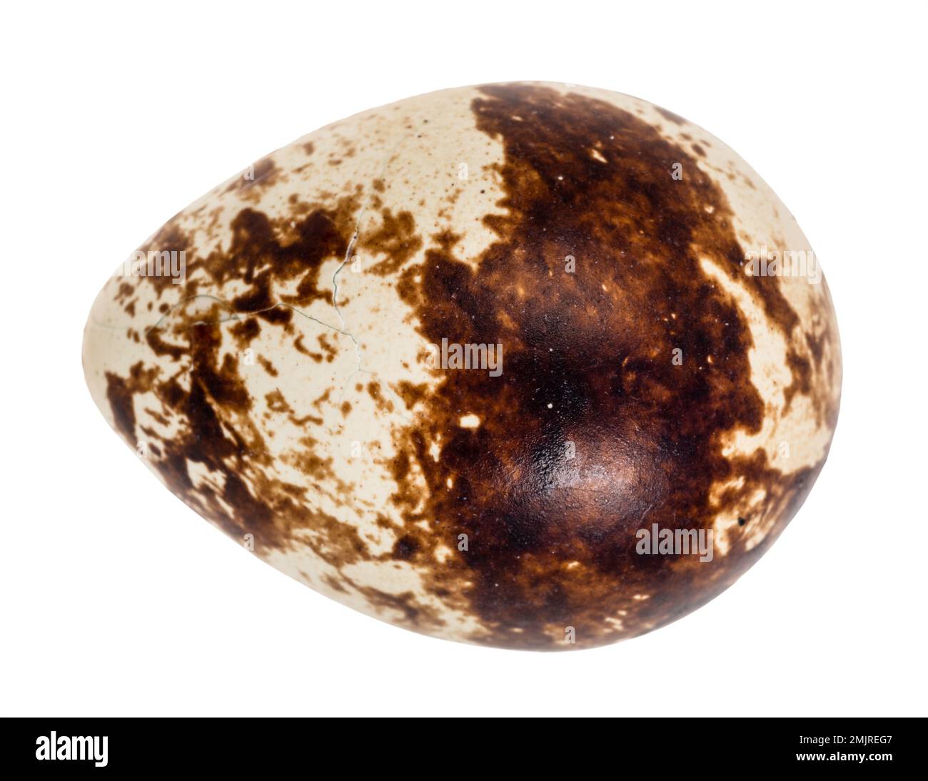 natural boiled quail egg cutout on white background Stock Photo