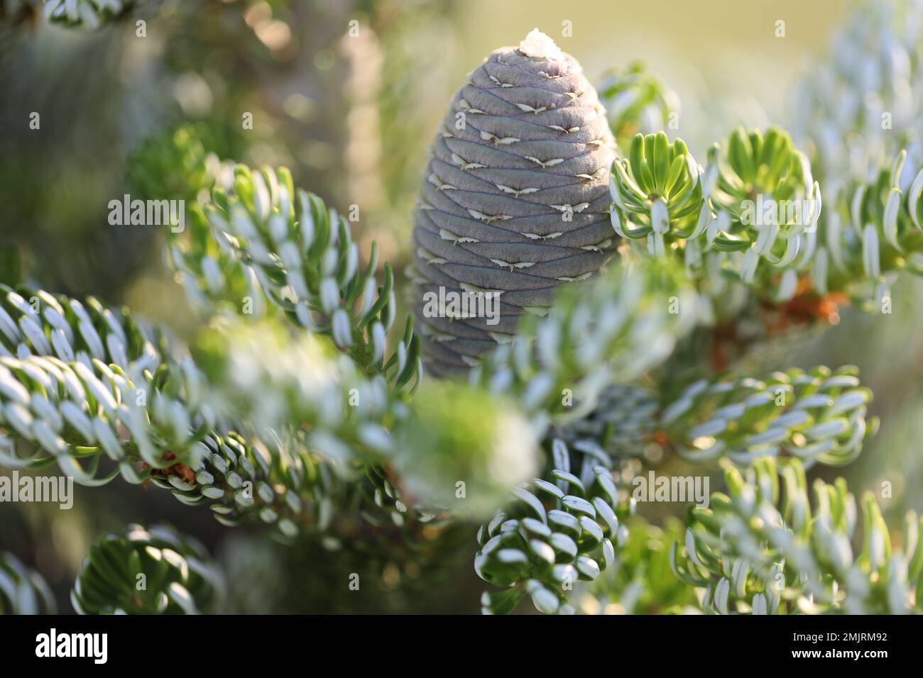 pine cones on a branch in spring garden Stock Photo