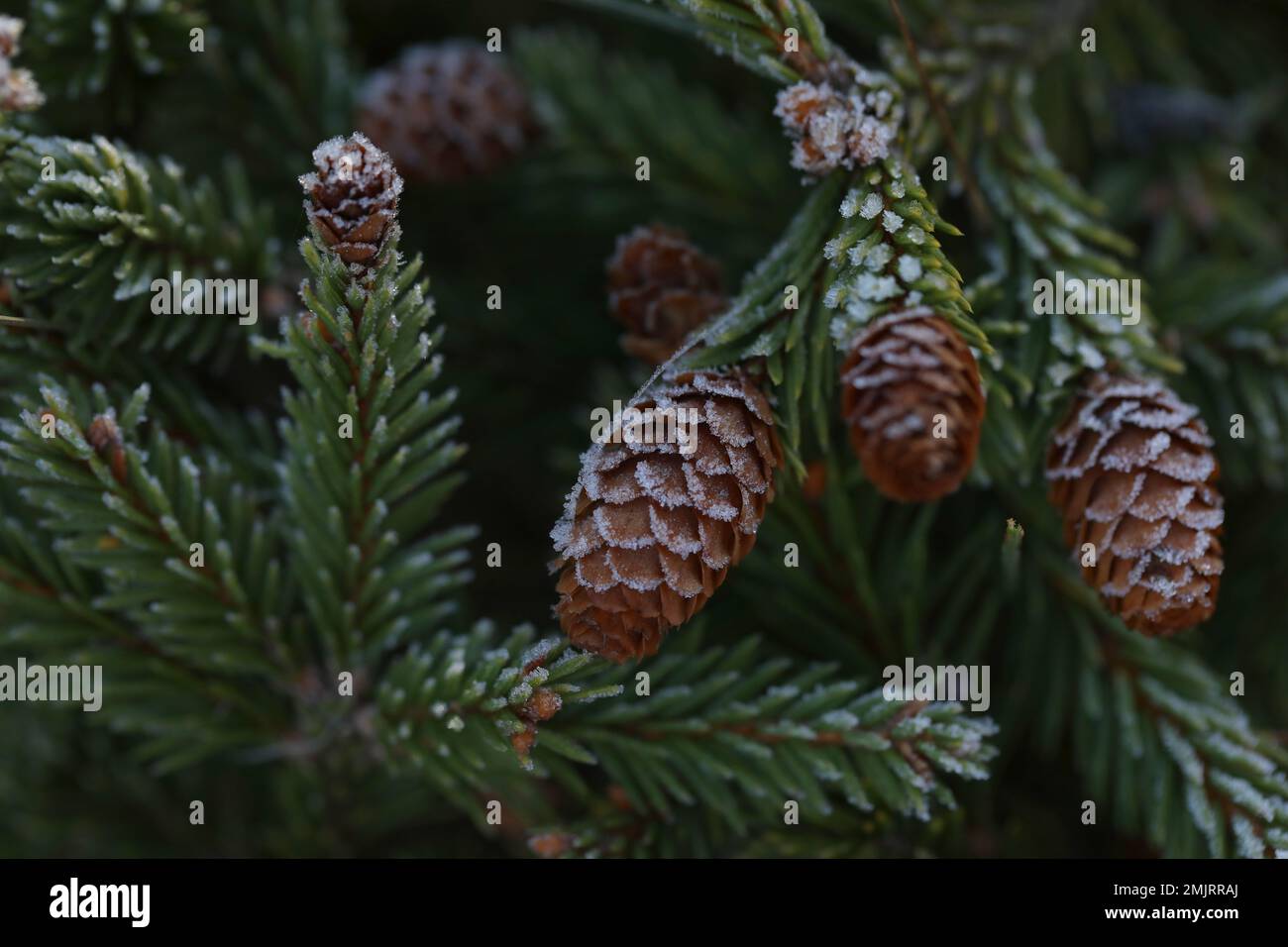 pine cones on a branch in spring garden Stock Photo - Alamy