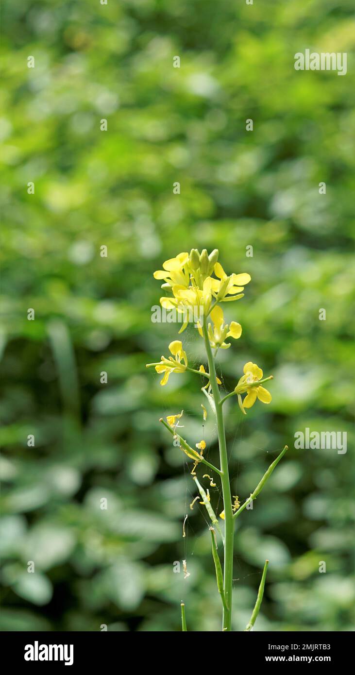 Beautiful small flowers of Brassica nigra also known as Black Mustard. Its seeds used as spice. Stock Photo