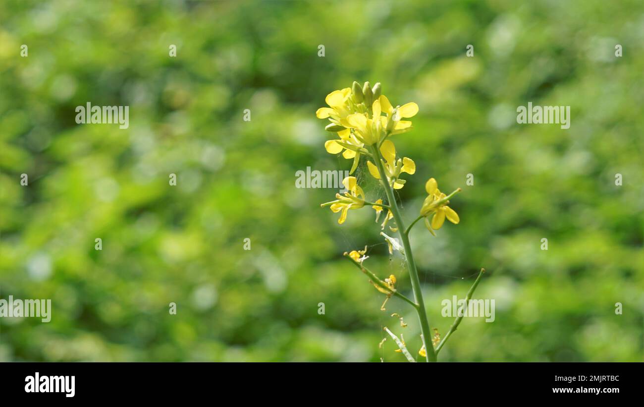 Beautiful small flowers of Brassica nigra also known as Black Mustard. Its seeds used as spice. Stock Photo
