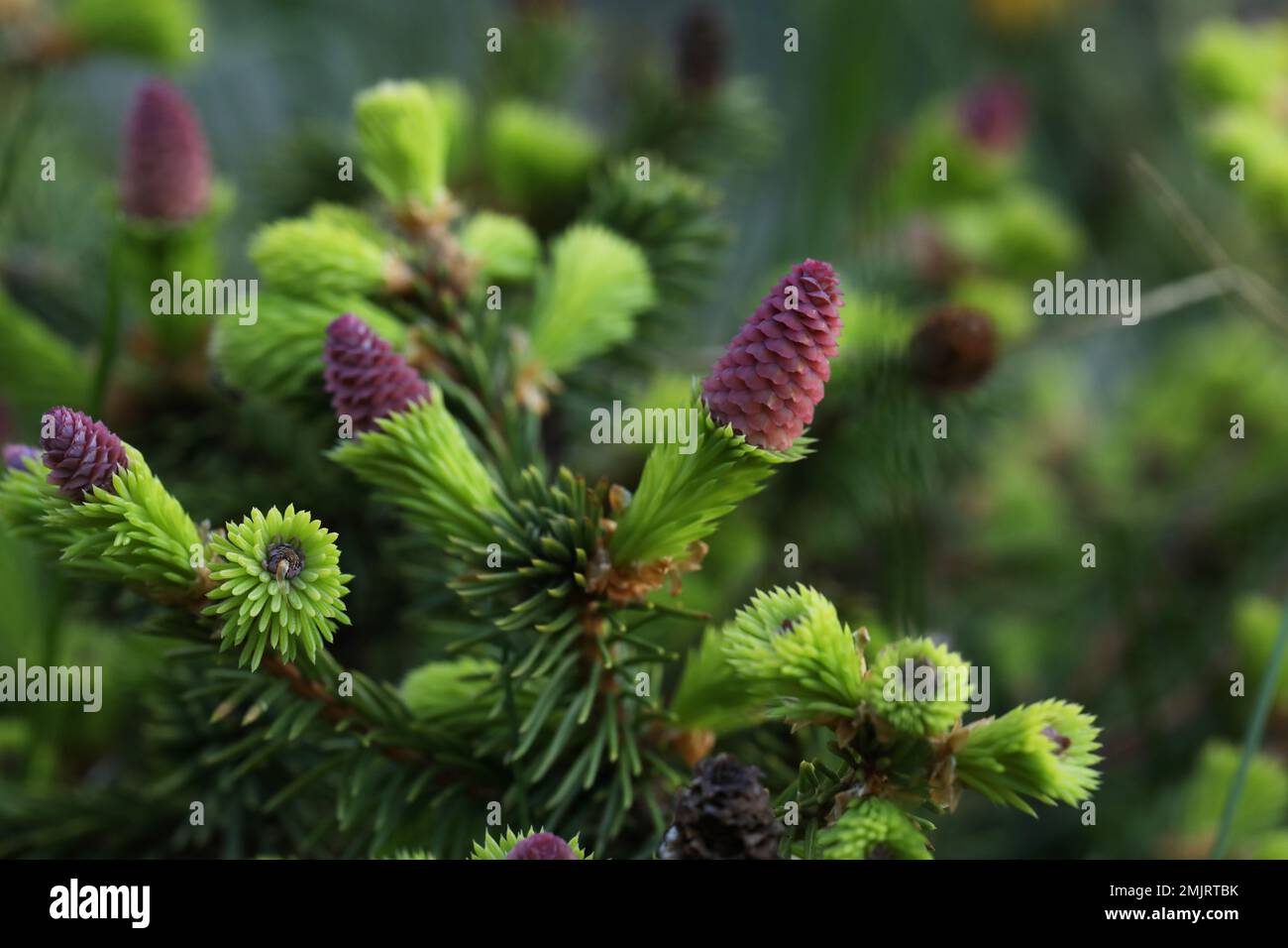 pine cones on a branch in spring garden Stock Photo Alamy