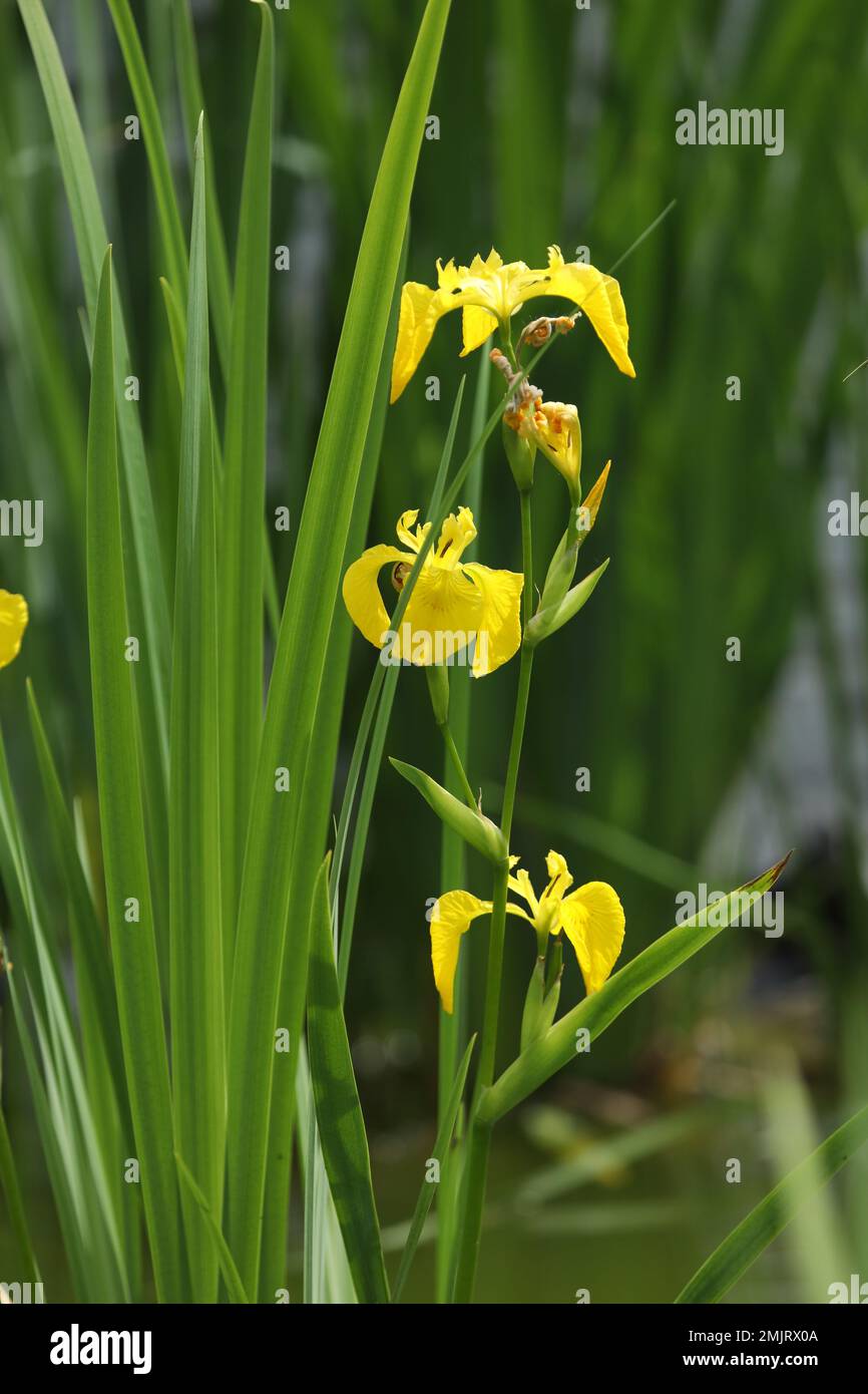 yellow water iris flowers on the lake Stock Photo