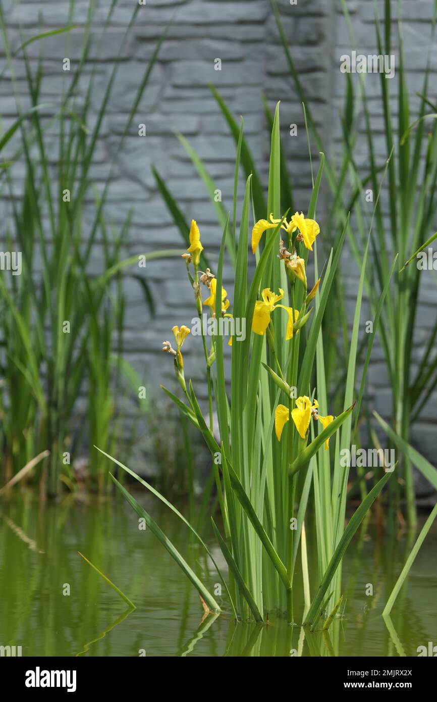 yellow water iris flowers on the lake Stock Photo