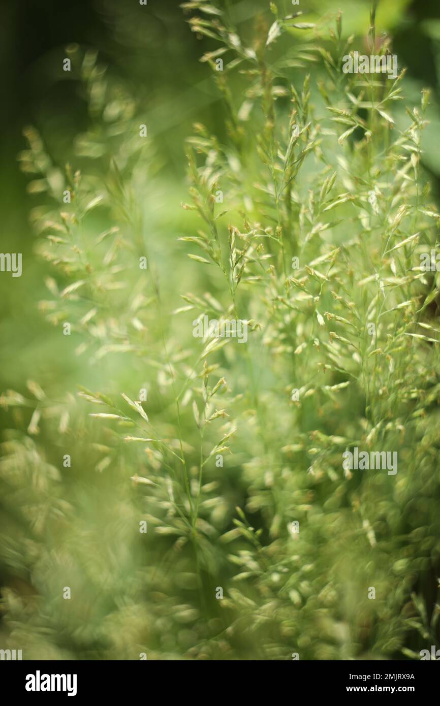 abstract background with green grass pattern Stock Photo - Alamy