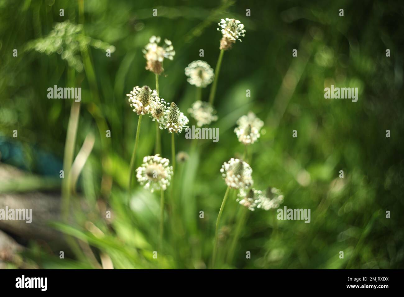 abstract background with green grass pattern Stock Photo - Alamy