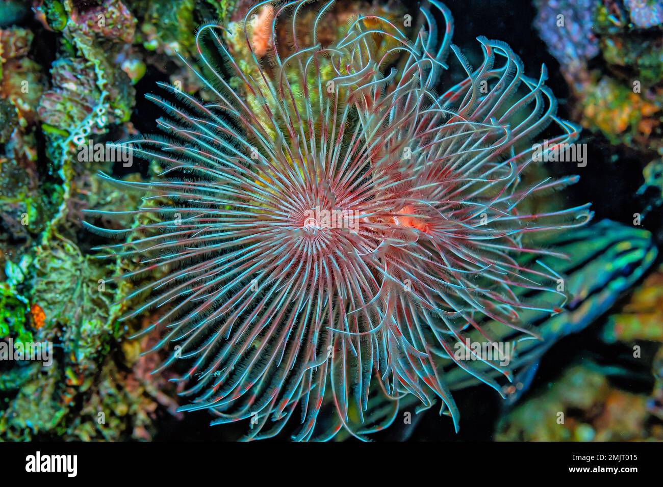 Sabellidae, or feather duster worms, are a family of marine polychaete tube worms characterized by protruding feathery branchiae. Stock Photo