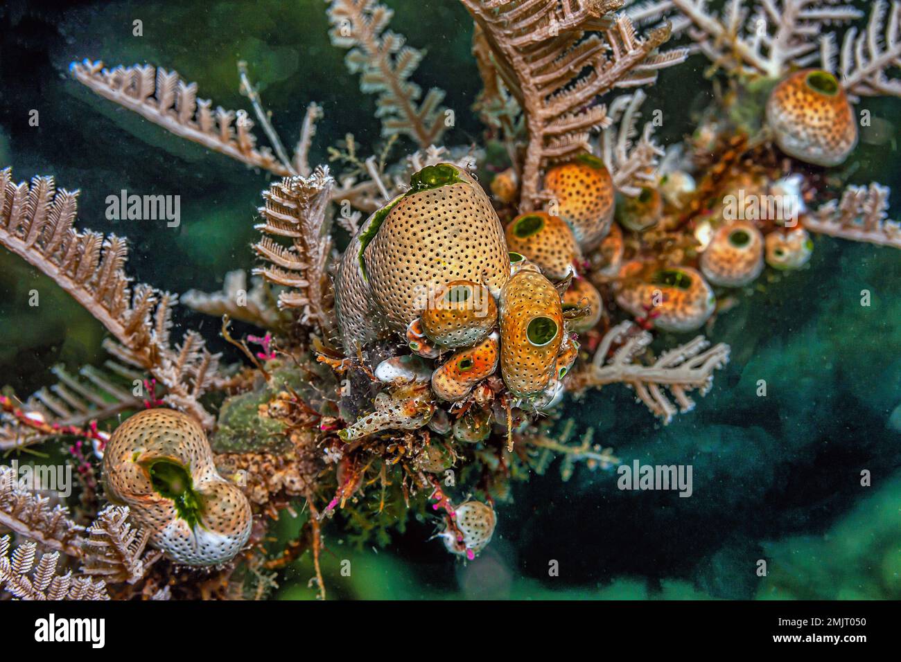 tunicate is a marine invertebrate animal, a member of the subphylum Tunicata. It is part of the Chordata, a phylum Stock Photo