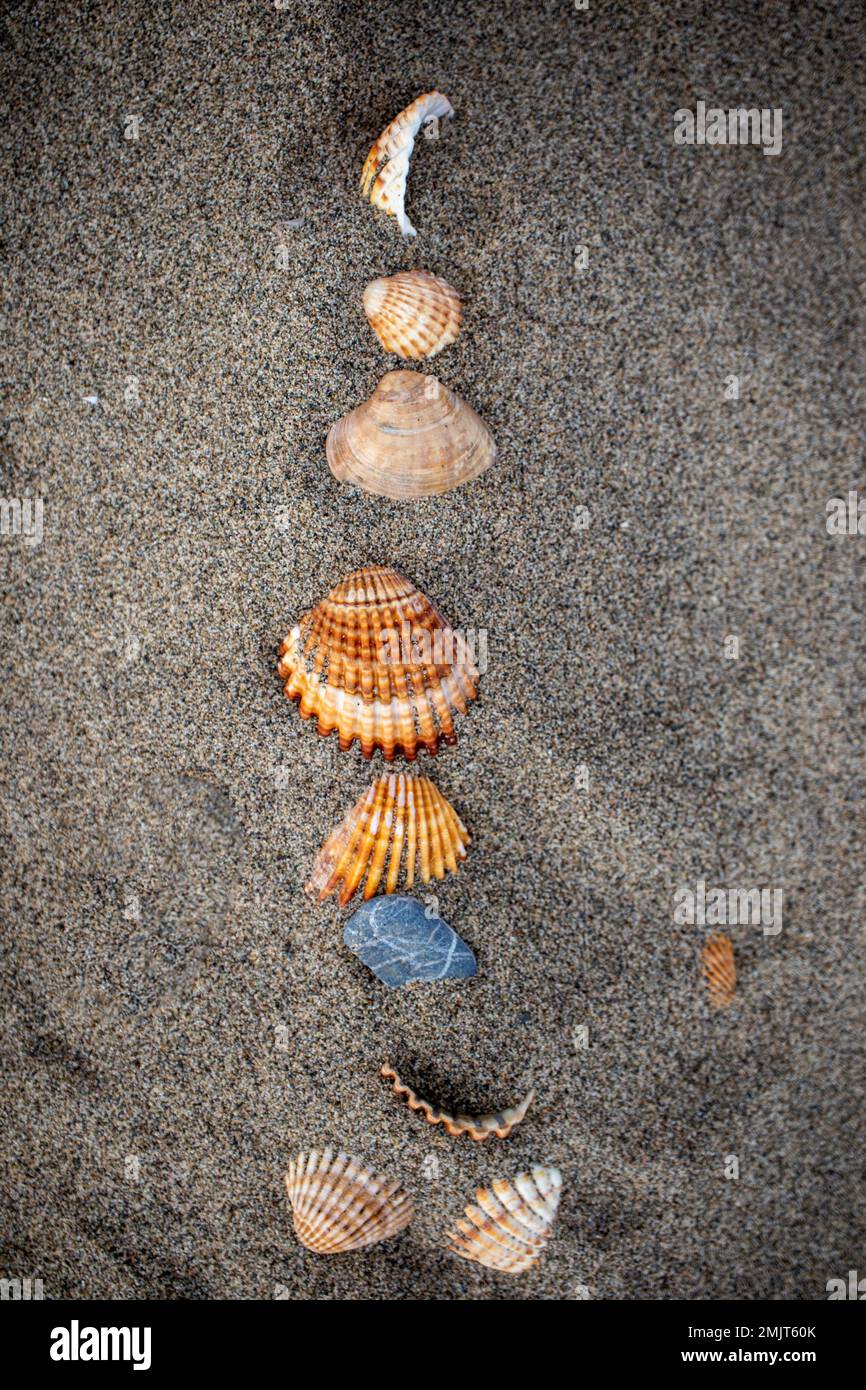 Conchas marinas en la arena de la playa Stock Photo
