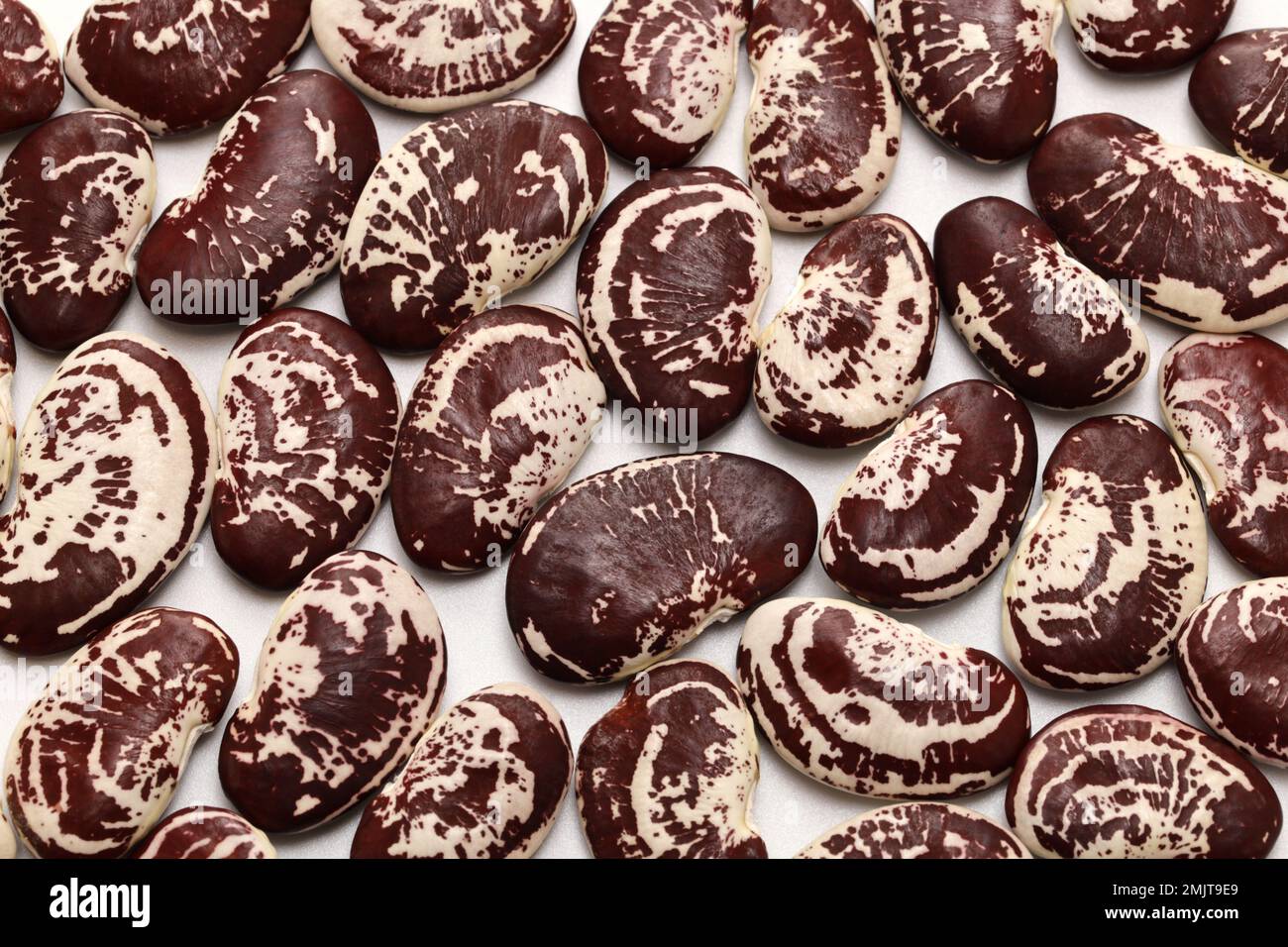 raw garrofon beans (pintat), an essential  ingredient of Valencian paella Stock Photo