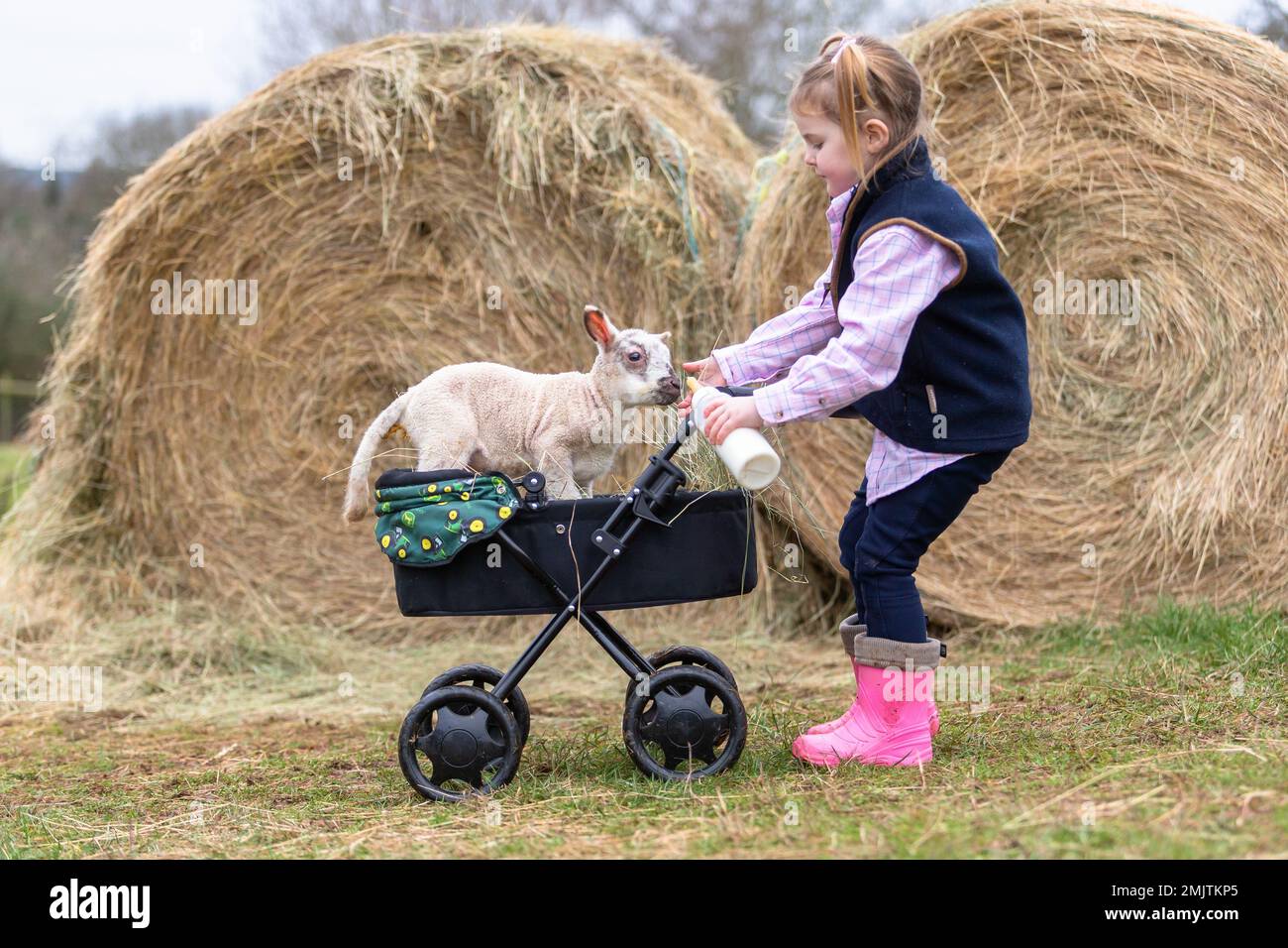 Lamb pram cheap