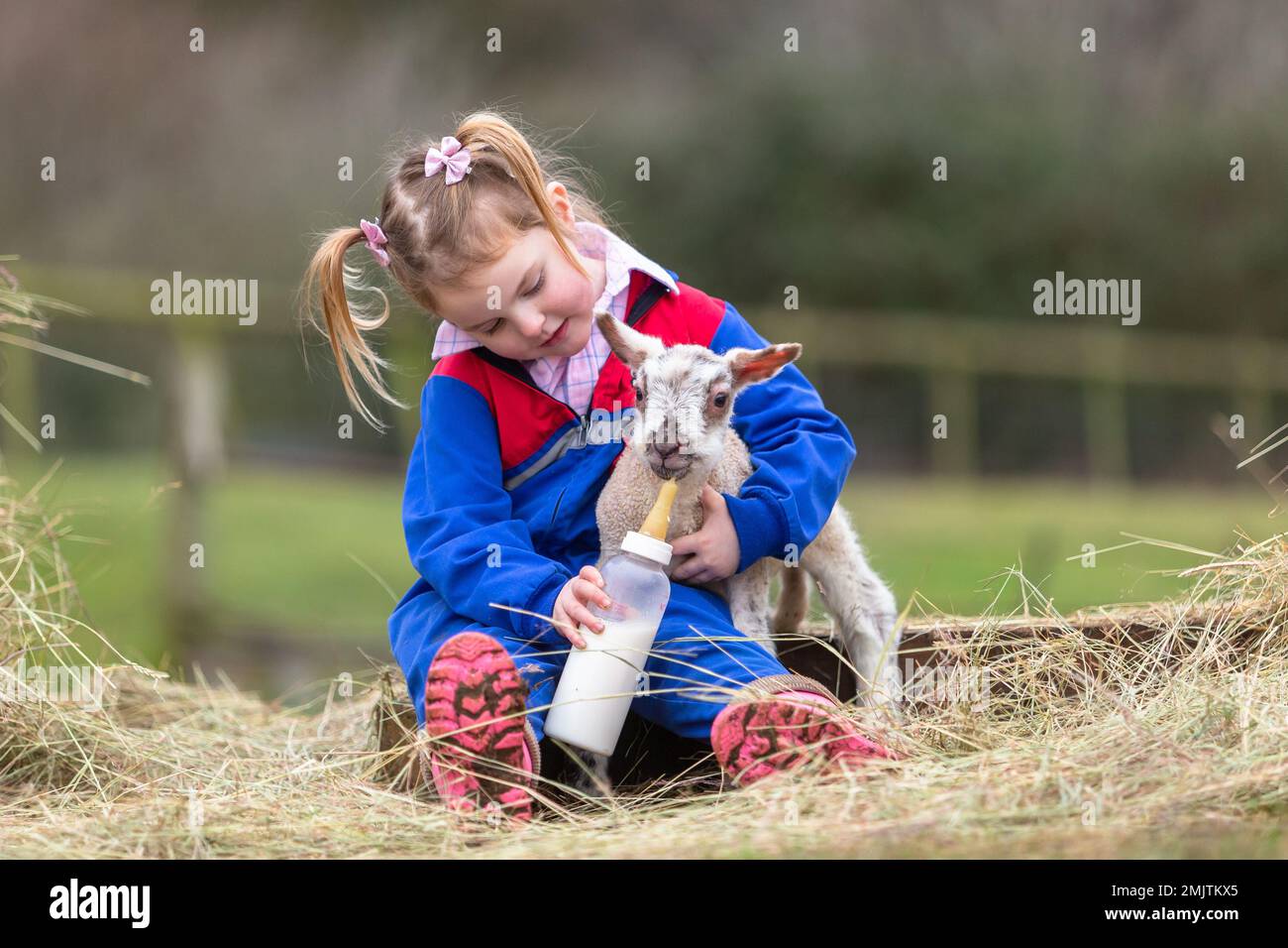 Arley, Worcestershire, UK. 28th Jan, 2023. 3-year-old Myla Mills tempts a two day old lamb with milk in her family's farmyard in Arley, Worcestershire. Early lambs are produced when the ram is free to tup the ewes over winter. Credit: Peter Lopeman/Alamy Live News Stock Photo