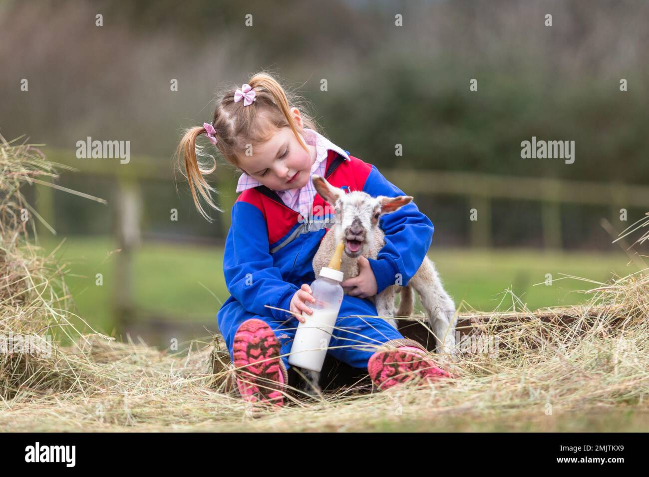 Arley, Worcestershire, UK. 28th Jan, 2023. 3-year-old Myla Mills tempts a two day old lamb with milk in her family's farmyard in Arley, Worcestershire. Early lambs are produced when the ram is free to tup the ewes over winter. Credit: Peter Lopeman/Alamy Live News Stock Photo