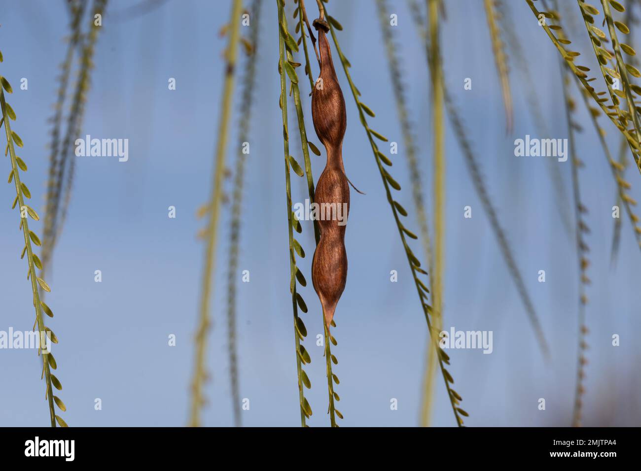 Seeds of Palo verde or Jerusalem thorn (Parkinsonia aculeata) hanging from a branch Stock Photo