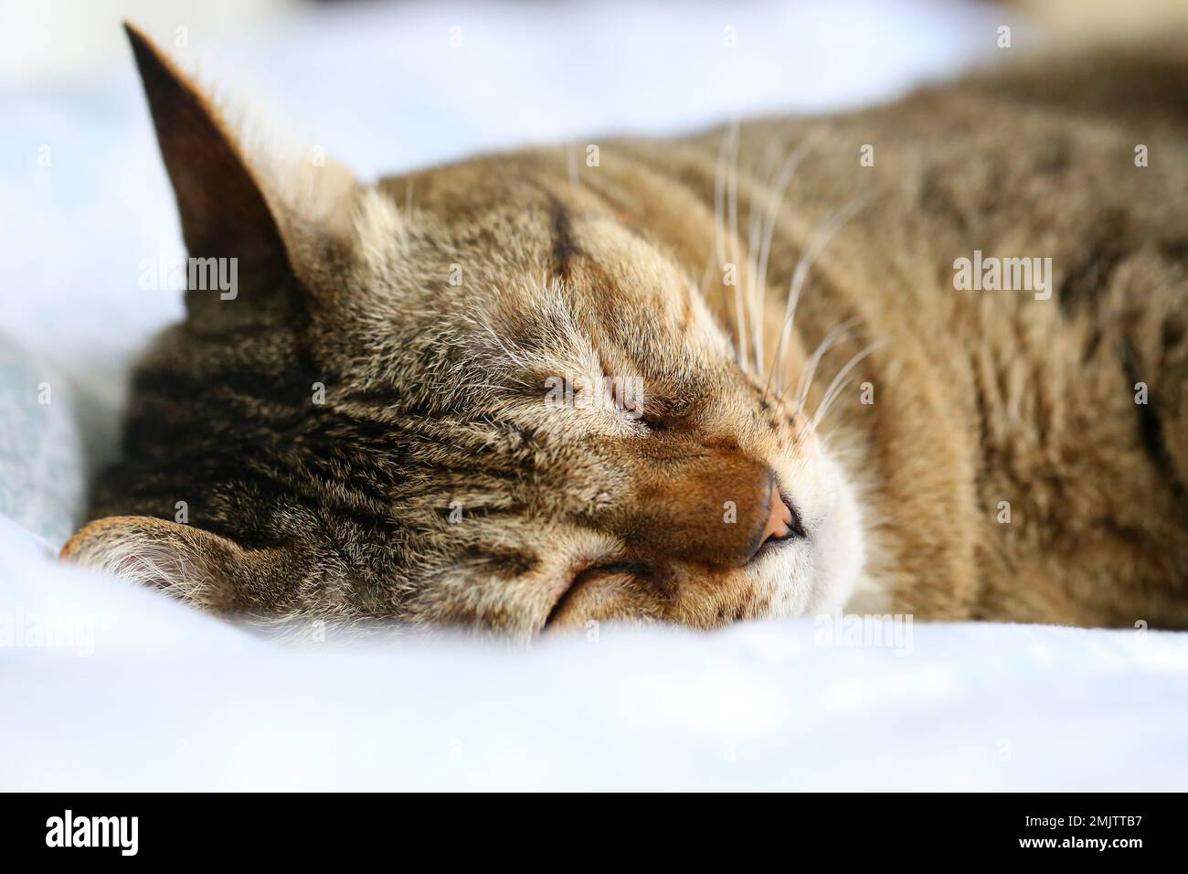 Cat sleeping upside down on bed Stock Photo Alamy
