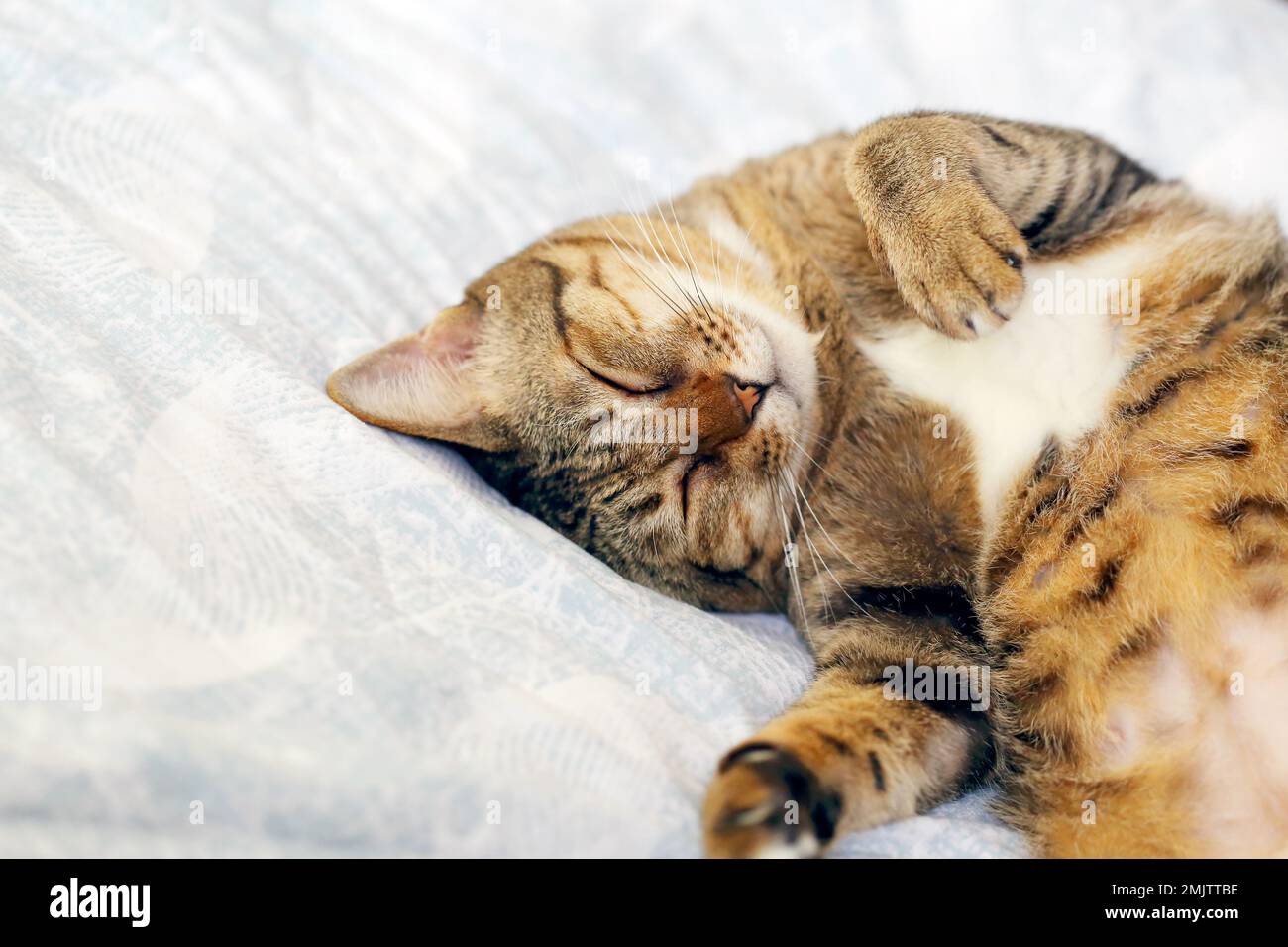 Cat sleeping upside down on bed Stock Photo Alamy