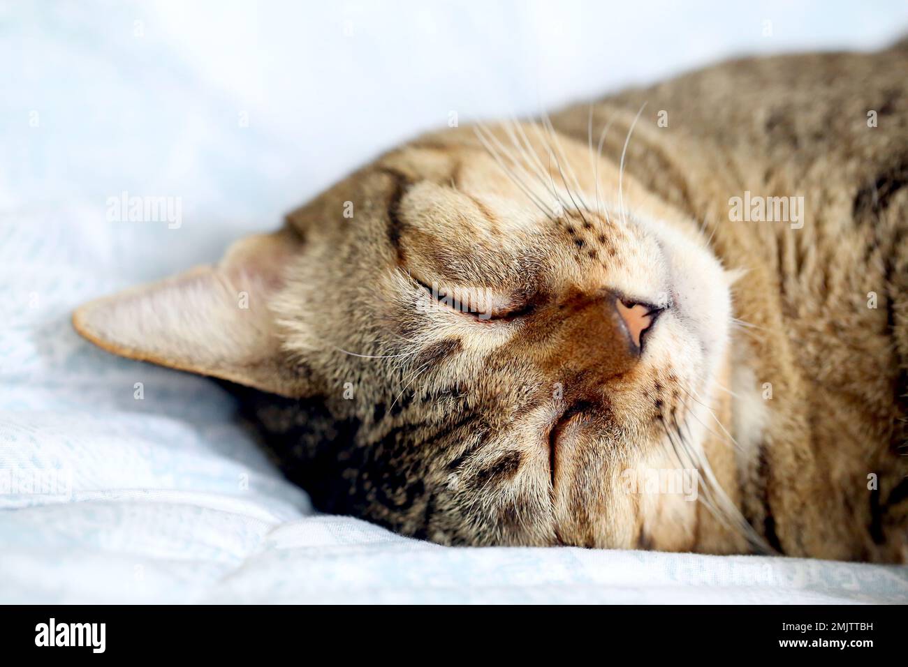 Cat sleeping upside down on bed Stock Photo Alamy