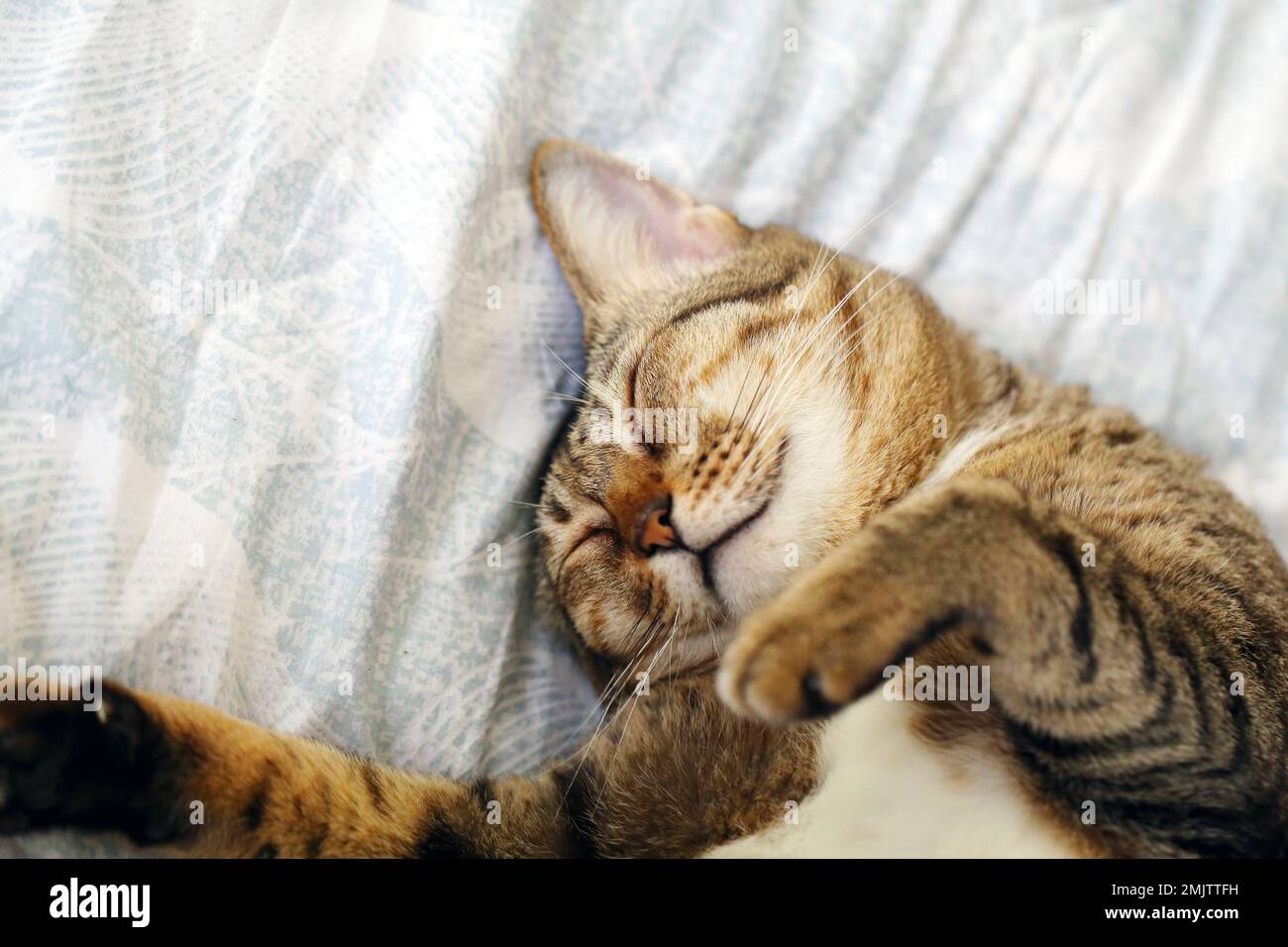 Cat sleeping upside down on bed Stock Photo Alamy