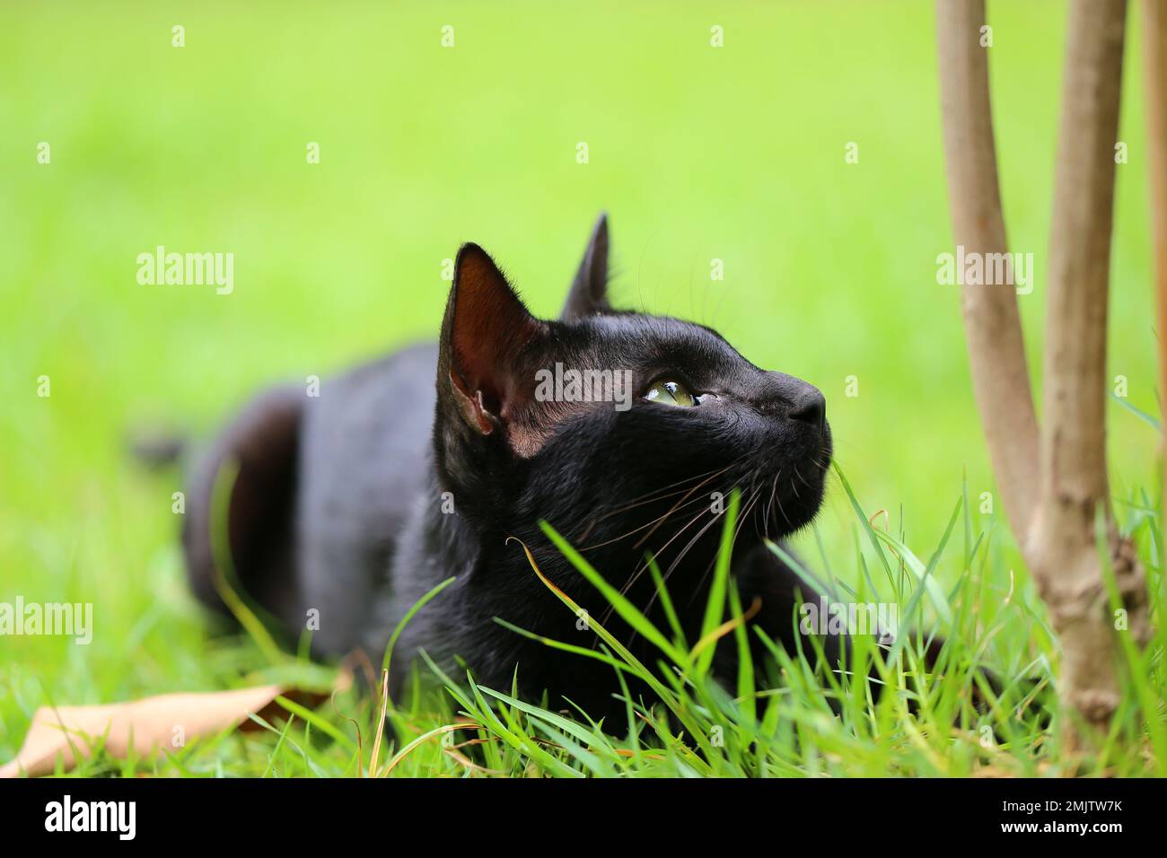 Black cat lying on grass hi-res stock photography and images - Alamy