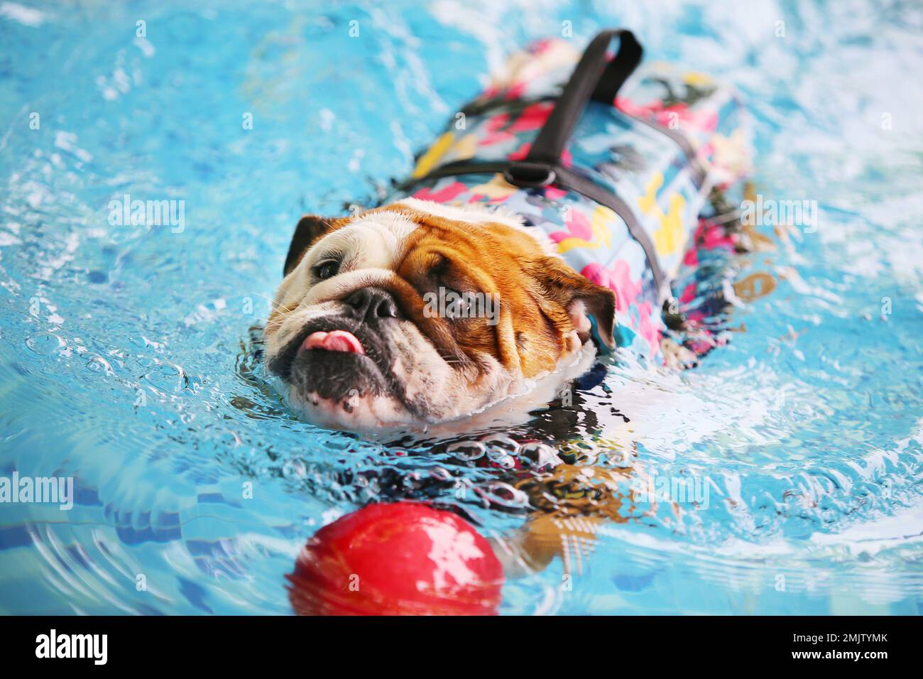 English Bulldog wearing life jacket and playing with toy in the pool. Dog swimming. Stock Photo