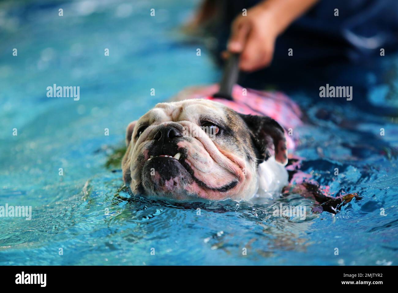 English Bulldog wearing life jacket and swimming in the pool. Dog
