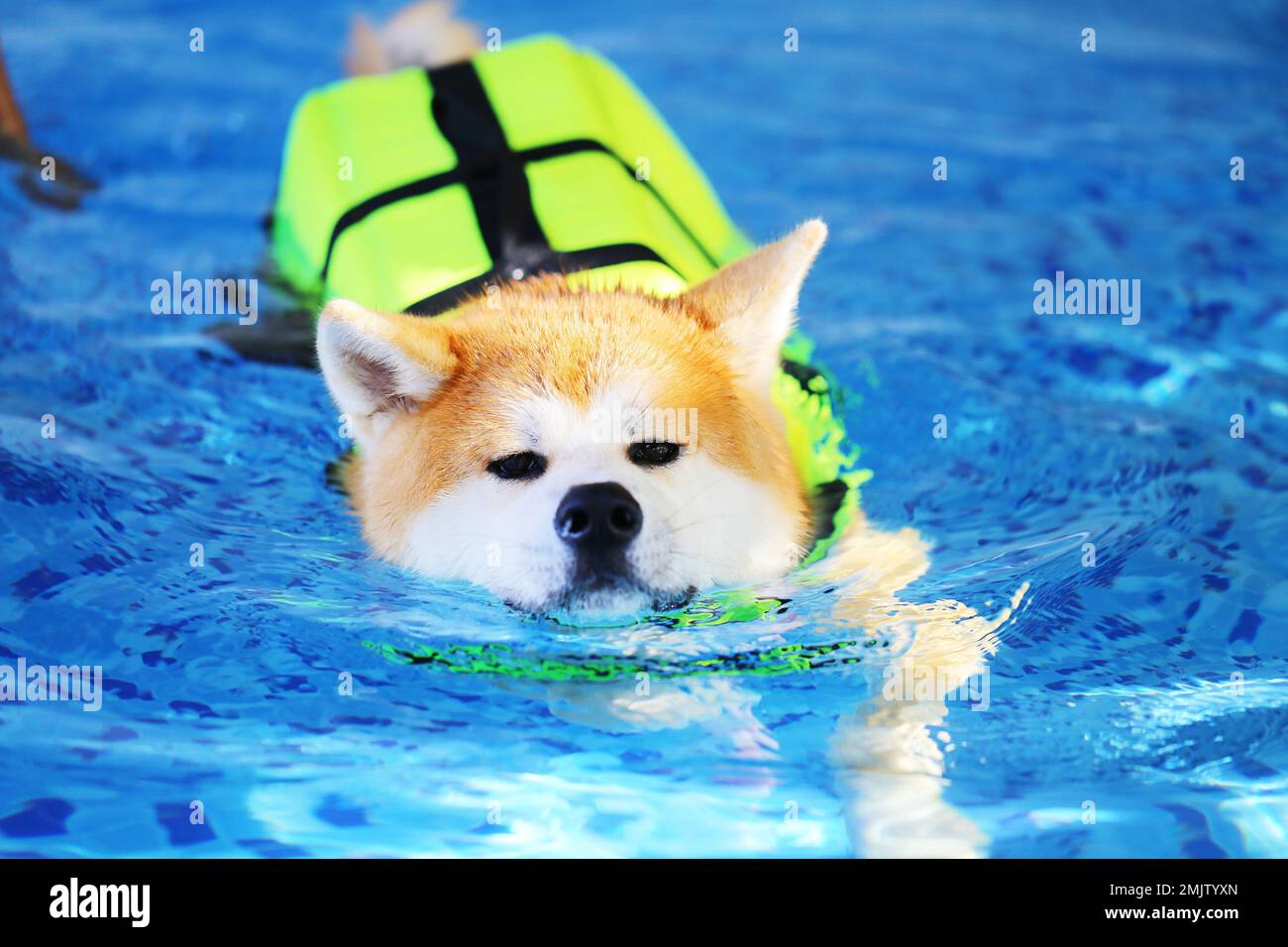 Akita Inu wearing life jacket and swimming in the pool. Dog swimming