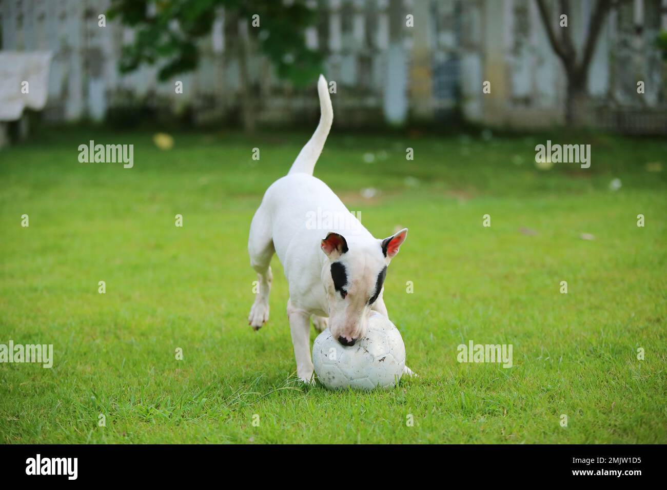 Bull Terrier playing with soccer ball at the park. Dog playing football at grass field. Dog unleashed at yard. Stock Photo