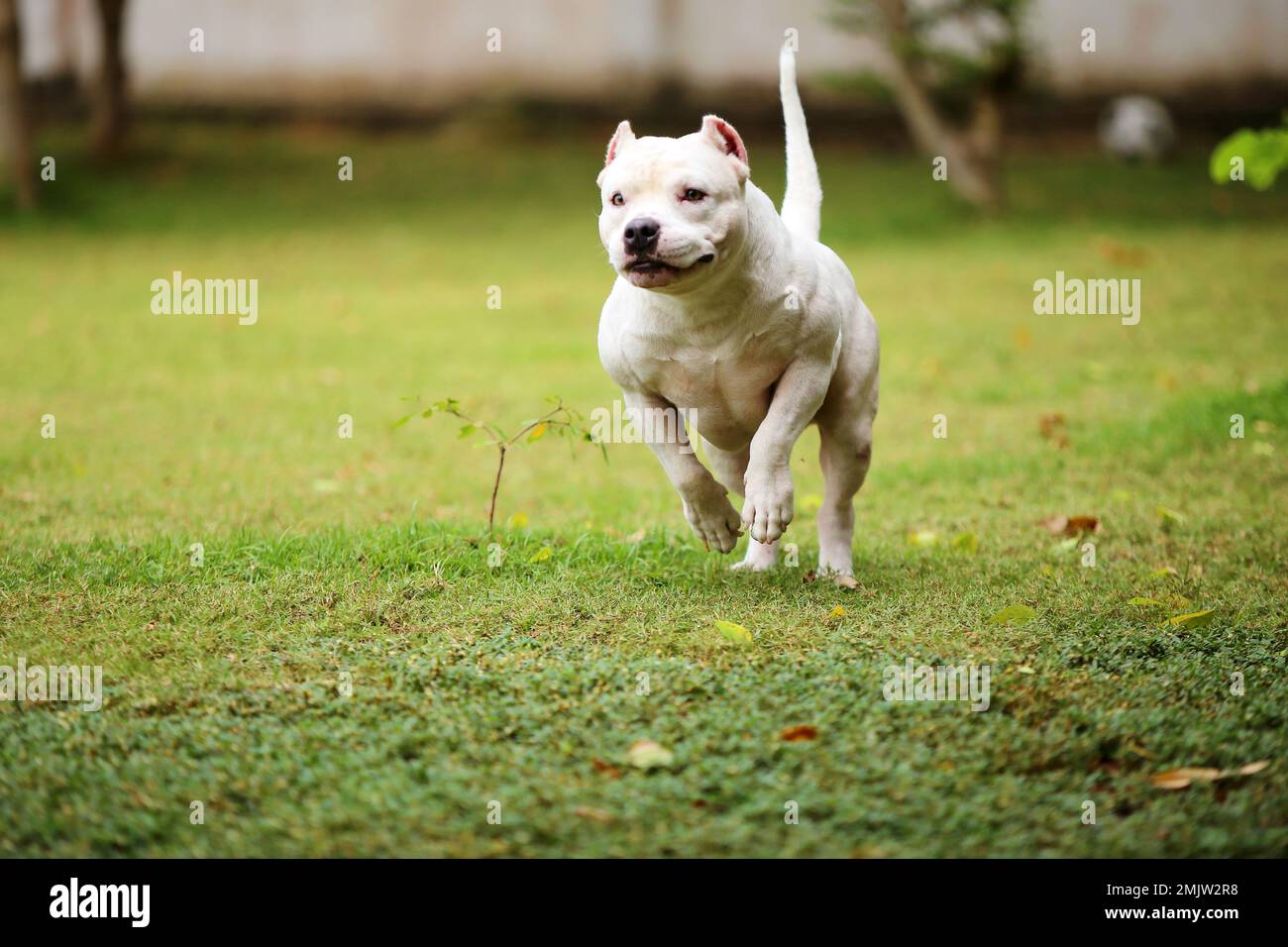 American Pitbull Terrier running at the park. Muscle dog unleashed in grass field. Stock Photo
