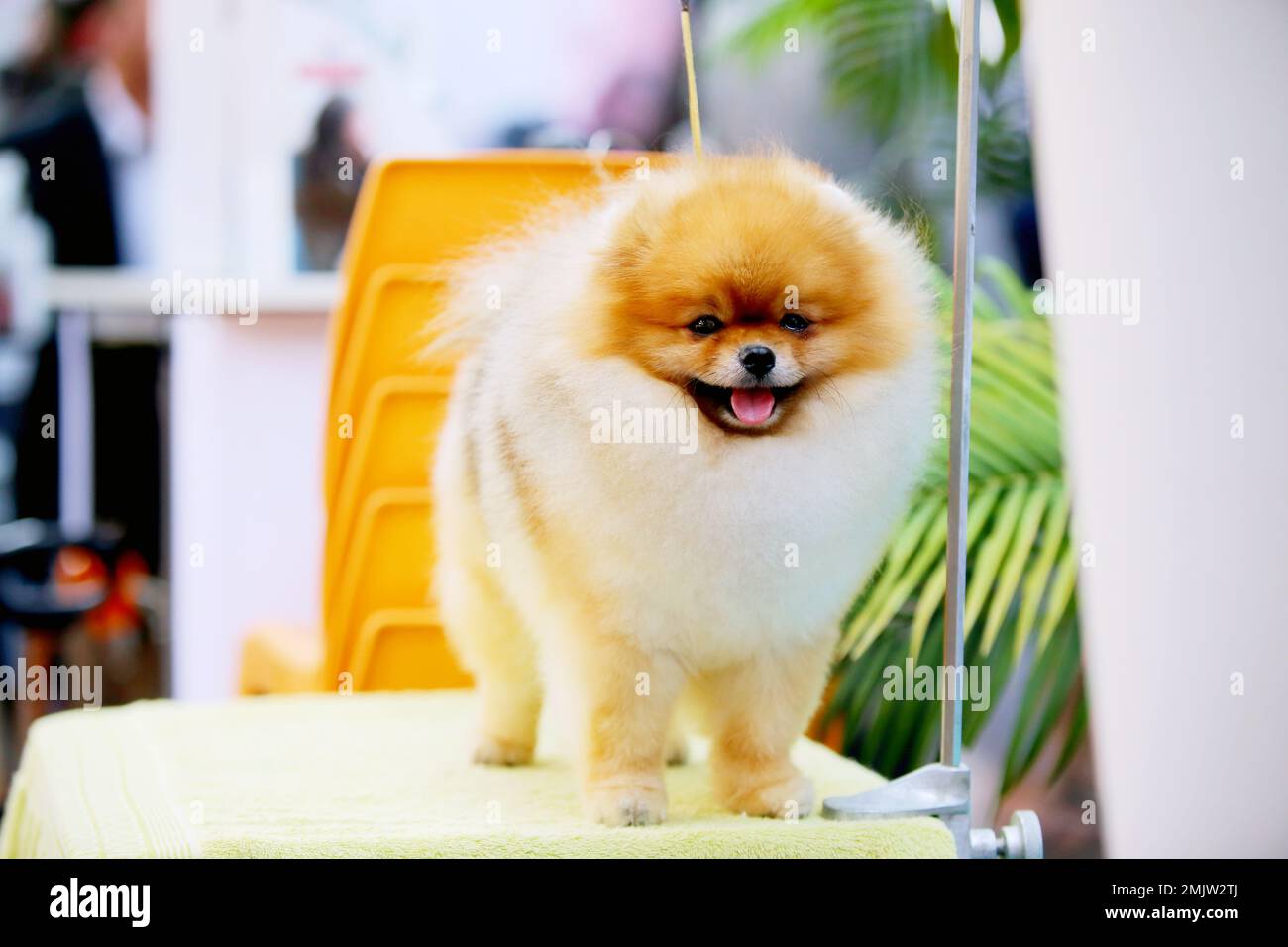 Pomeranion on grooming table at the dog show. Fluffy dog  smiling. Stock Photo