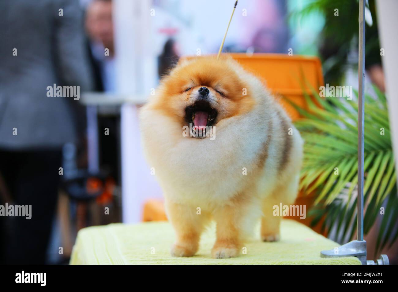 Pomeranion yawning on grooming table at the dog show. Fluffy dog yawning. Sleepy dog. Stock Photo