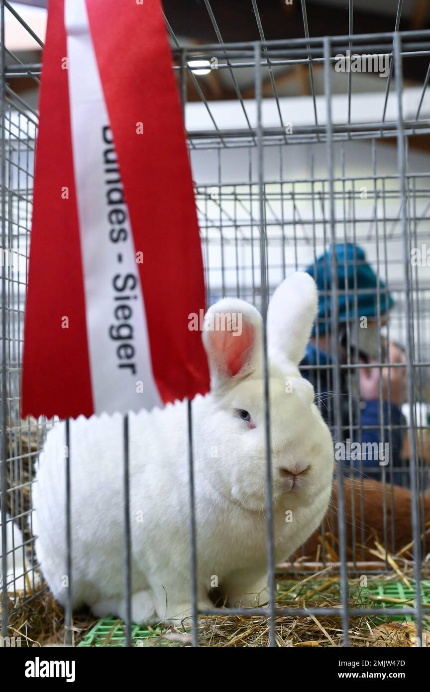 Kassel, Germany. 28th Jan, 2023. A White Viennese sits in its cage