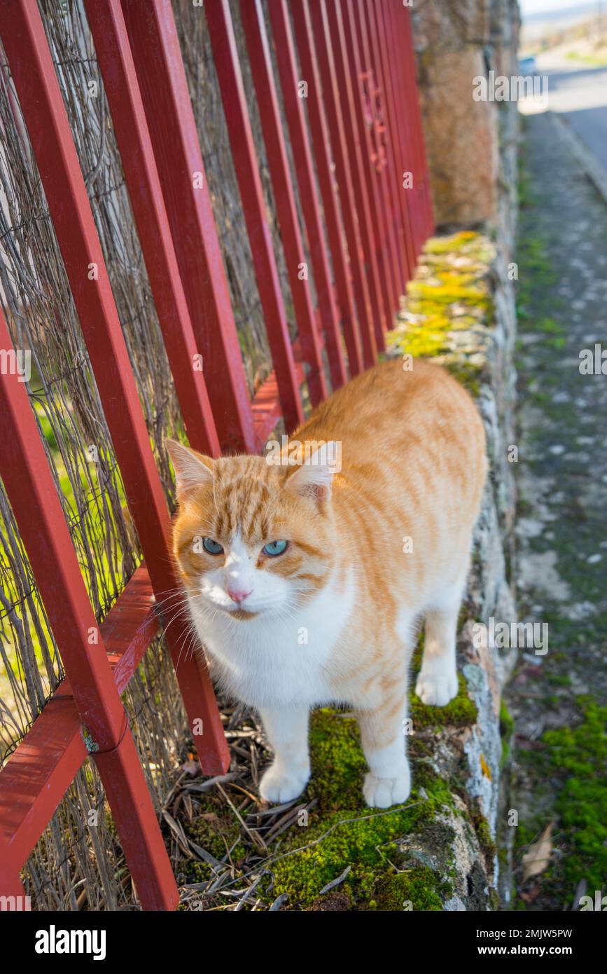 Tabby and white cat Stock Photo Alamy