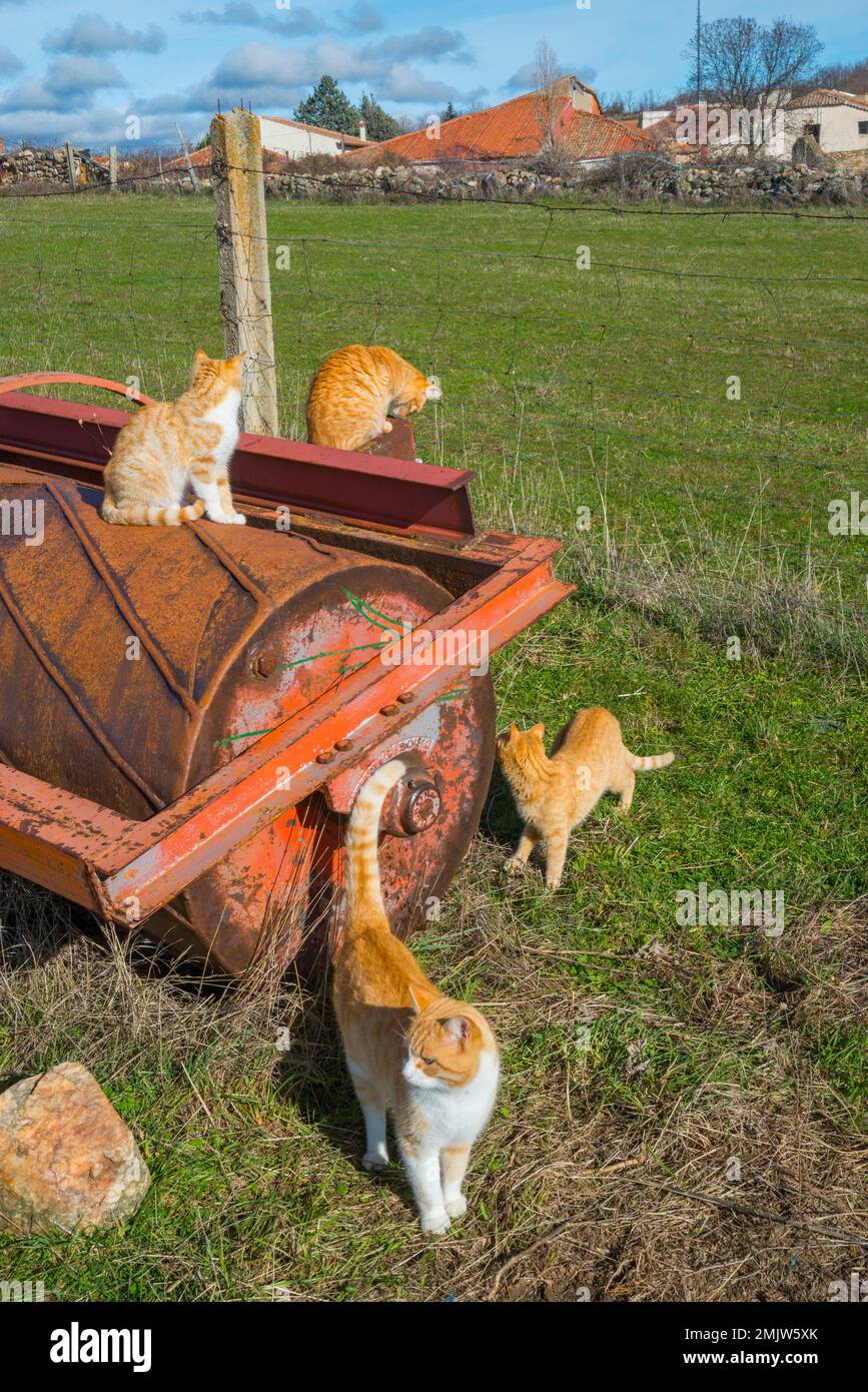 Cats in the countryside. Stock Photo