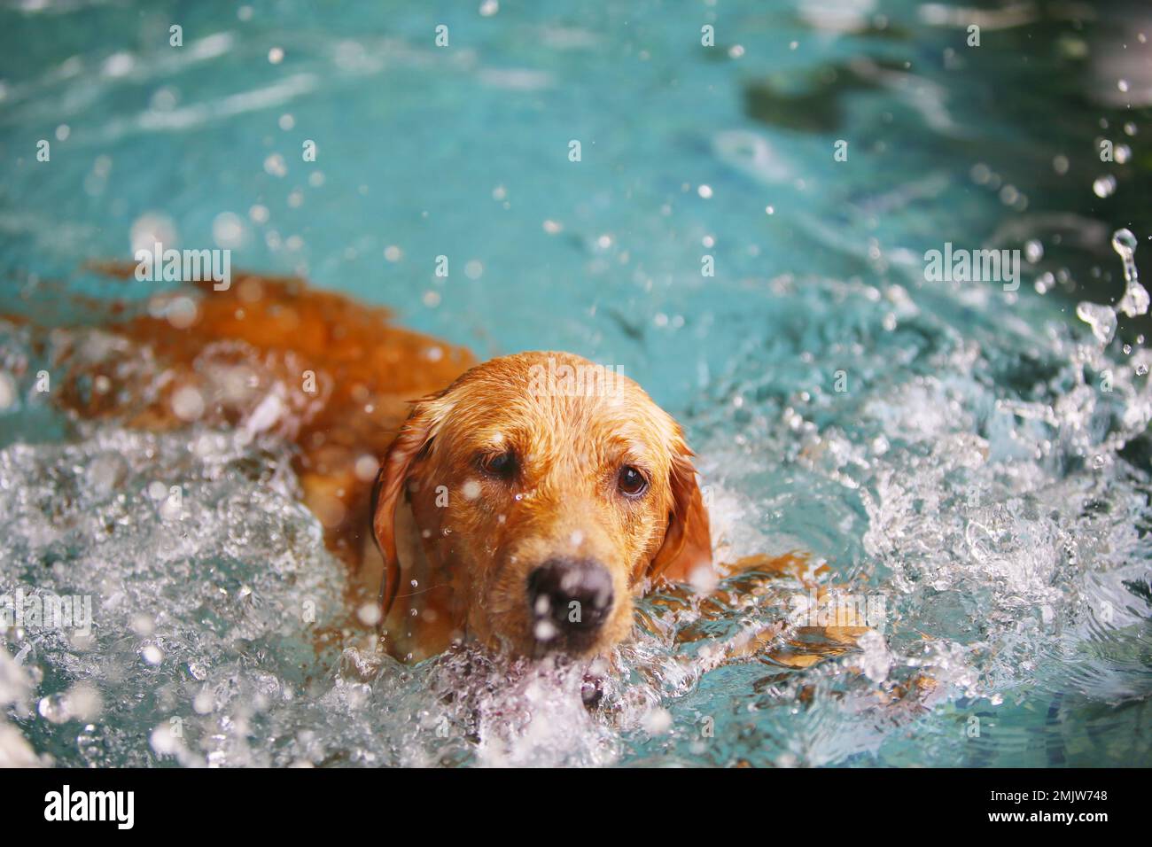 Golden Retriever make splashing water in the pool. Dog swimming. Dog