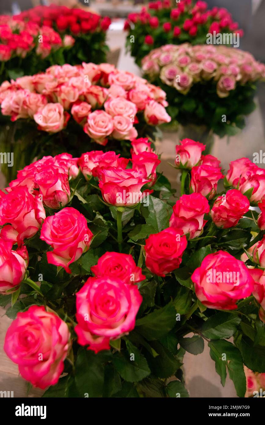 charming Dutch red and pink roses with long cane in flower shop. Huge ...