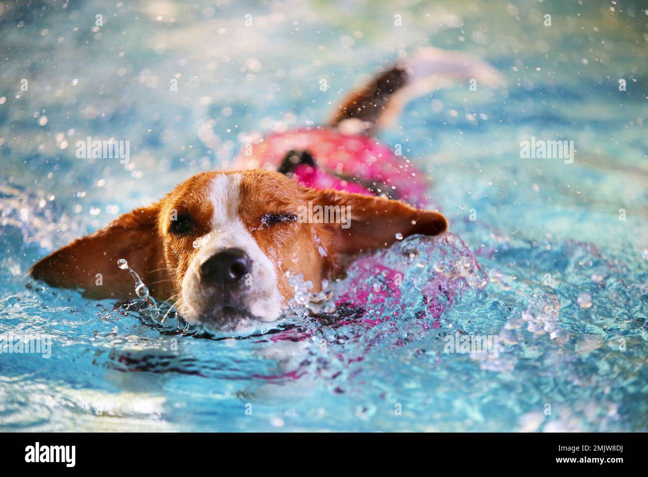 Beagle wearing life jacket and swimming in the pool. Dog swimming. Dog making splashed water in the pool. Stock Photo